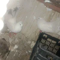 کبوتر دم چتری جفت