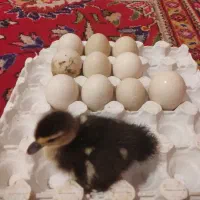 تخم اردک روسی اوکراینی