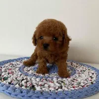 مرکز تخصصی توی و تاینی پودل