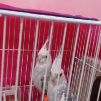 جفت آلبینو کار داده به فروش می‌رسد