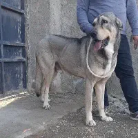 سگ پژدر نر با نسل مطمئن