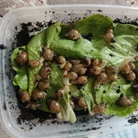 حلزون البینو فروشی از ده هزارتومن تا450تومن