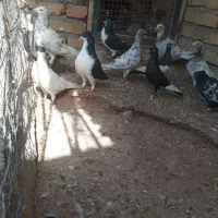 ۱۱حیوان هم به درد پرش میخورن هم جفتی