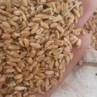 گندم فروشی