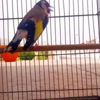فروش سهره سرسیاه کت بازکن