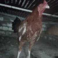 لاری