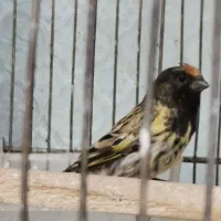 سهره گلبسر قناری