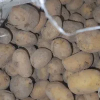 سیب زمینی جلی وکالریا
