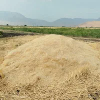 کاه