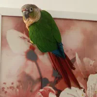 گرینچیک دستی