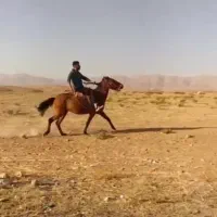 مادیون یورقه