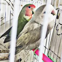 جفت کوتوله برزیلی معاوضه