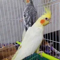 دو عدد عروس هلندی نر ماده