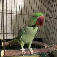 شاه طوطی نر
