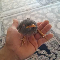هلندی عروس جوجه مینا سهره قناری
