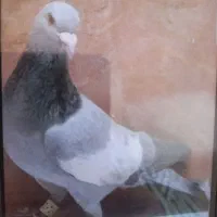 فروش یکجا بهبونی شهری