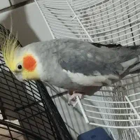 جوجه عروس هلندی