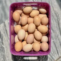 تخم مرغ محلی خوراکی / و نطفه دار