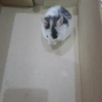 همستربامزه