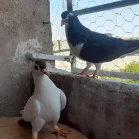 چپ وسبز|پرنده|زابل, |دیوار