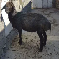 فروش یک راس قوچ همو