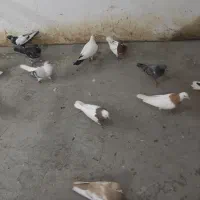کفتر