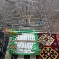 یک عدد مینا وطوطی برزیلی با قفس