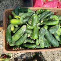صیفی جات درجه دو از مزرعه
