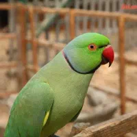 واگذاری طوطی ملنگو