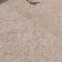 سرته سیاه