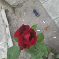 سگ سرابی ماده اصل
