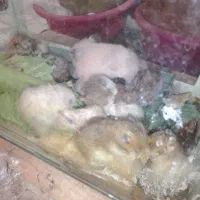 فروش چند عدد بچه همستر و بچه خرگوش تازه علف خوار