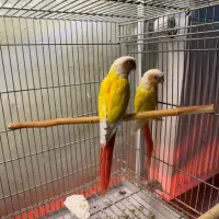 یک جفت ردچیک اورجینال و بالغ