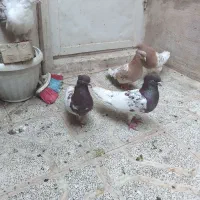 جفت کله سرخ