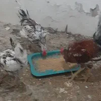 فروش مرغ وخروس