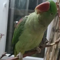 شاه طوطی جوجه هشت ماهه فول دستی سخنگو