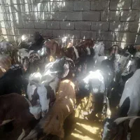 تعداد چند راس گوسفند بفروش میرسد