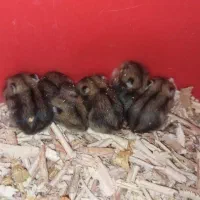 همستر کمپل‌ دستی و بامزه رایگان