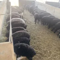 بره پایه پروار ۳۰ کیلویی
