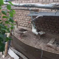 غاز نر و ماده جوان