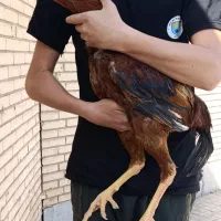 مرغ و خروس لاری