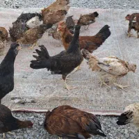 مرغ محلی شوروه ی