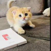 معاوضه گربه با کفتر یا کبوتر