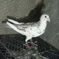 کفتر|پرنده|تربت‌حیدریه, شهرک ولیعصر|دیوار