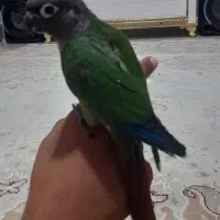 گیرینچیک