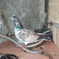 کفتر|پرنده|مشگین شهر, |دیوار