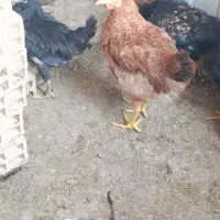 مرغ و خروس وبرهما