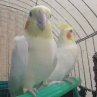 عروس هلندی