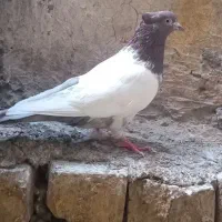 کله شیرازی ماده