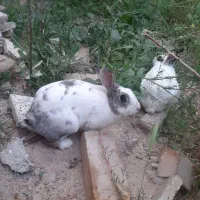 خرگوشای گوگولی و سالم هرکدام ۳۰۰ت